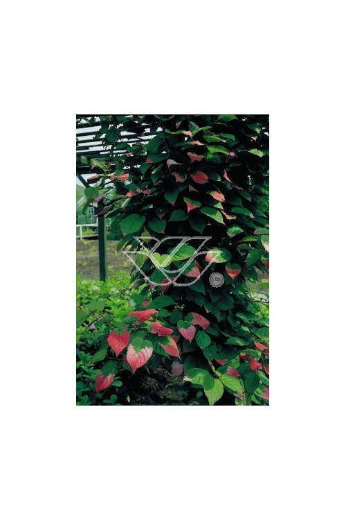 Aktinidia pstrolistna 'Dr Szymanowski'| Actinidia kolomikta