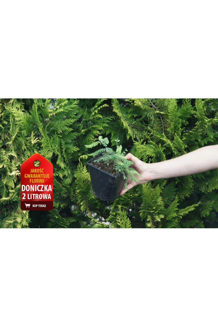 Amorfa (indygowiec) szara | Amorpha canescens