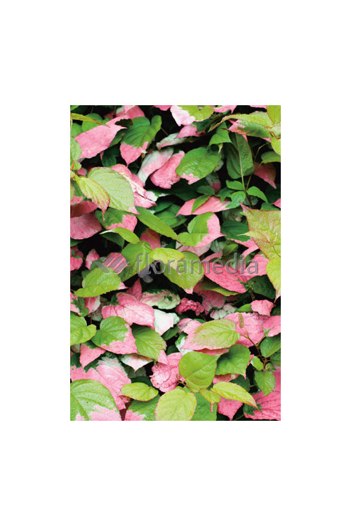 Aktinidia pstrolistna 'Dr Szymanowski'| Actinidia kolomikta