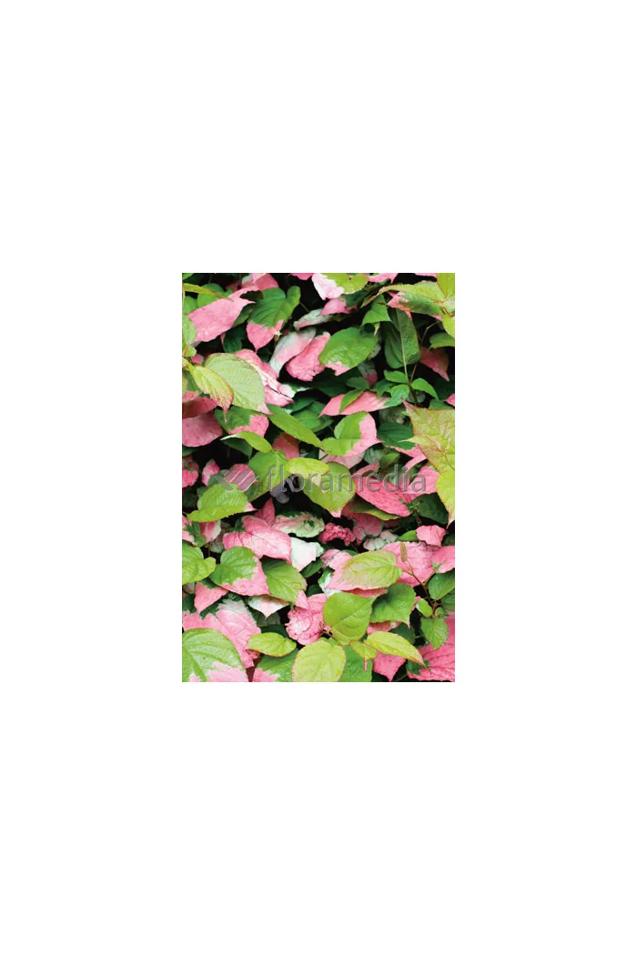 Aktinidia pstrolistna 'Dr Szymanowski'| Actinidia kolomikta