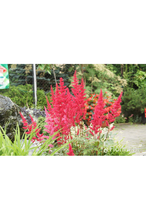 tawułka, tawułka arendsa, tawułka czerwona, tawułka red sentinel, astilbe