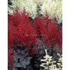 tawułka, tawułka arendsa, tawułka czerwona, tawułka red sentinel, astilbe
