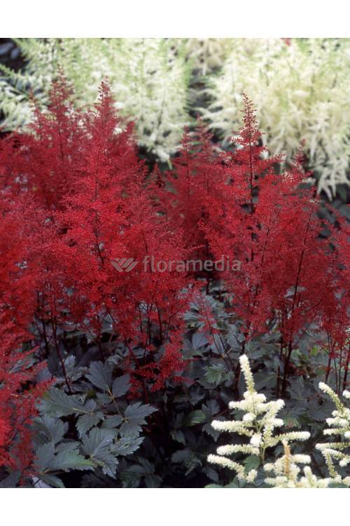 tawułka, tawułka arendsa, tawułka czerwona, tawułka red sentinel, astilbe