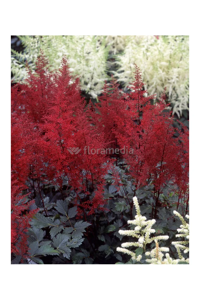 tawułka, tawułka arendsa, tawułka czerwona, tawułka red sentinel, astilbe