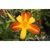 Liliowiec 'Frans Halls' | Hemerocallis