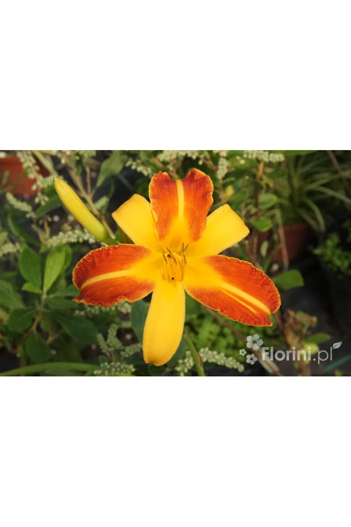 Liliowiec 'Frans Halls' | Hemerocallis