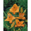 Liliowiec 'Mauna Loa' | Hemerocallis