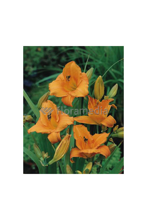 Liliowiec 'Mauna Loa' | Hemerocallis