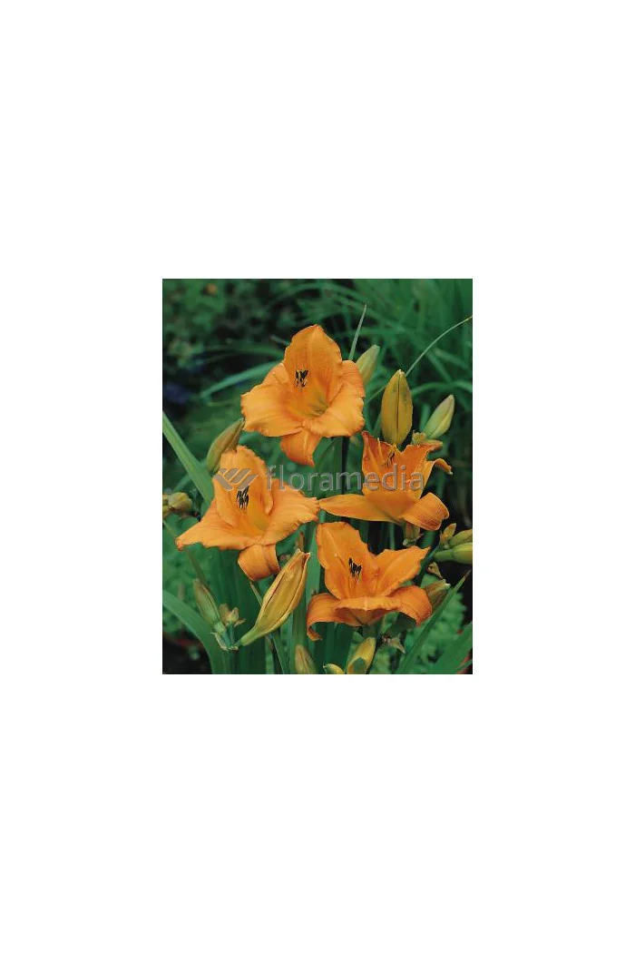 Liliowiec 'Mauna Loa' | Hemerocallis