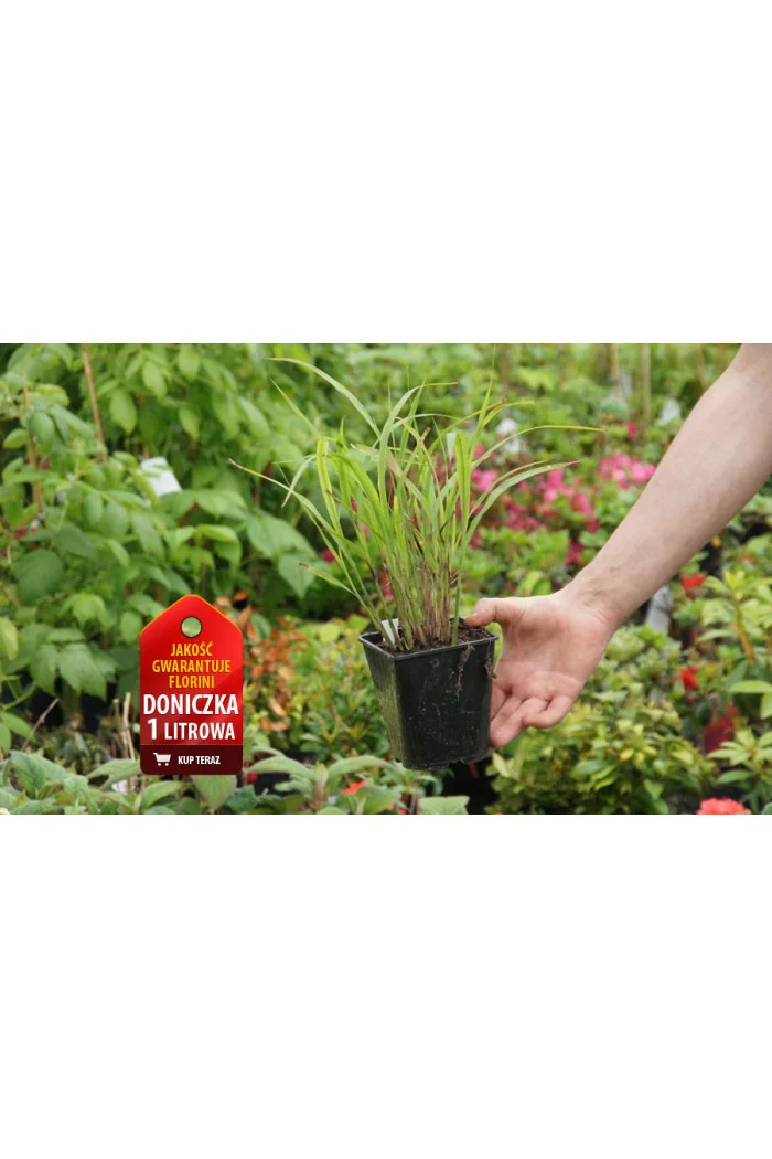 Miskant chiński 'Apache' | Miscanthus sinensis