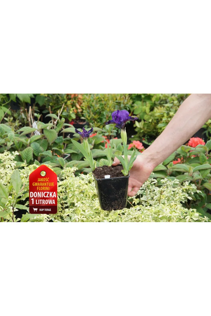 Kosaciec (Irys) niski 'Little Shadow' Iris pumila