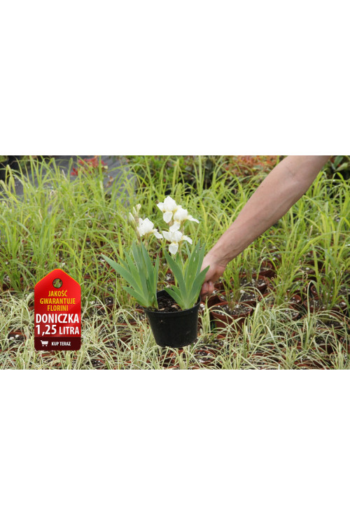 Kosaciec niski 'Schwanensee' Iris pumila