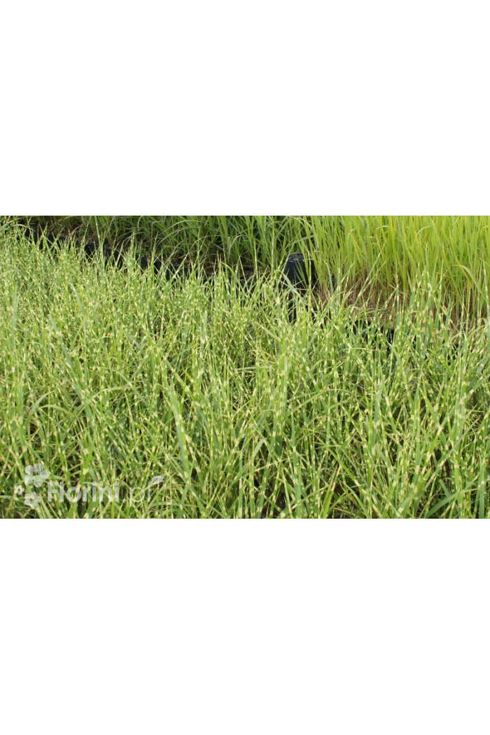 Miskant chiński 'Strictus' | Miscanthus sinensis