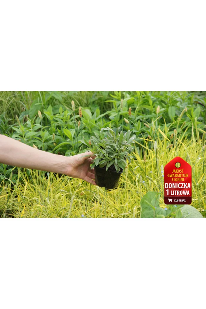 Penstemon bródkowy 'Coccineus' Penstemon barbatus