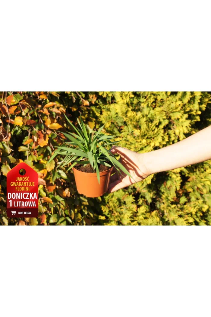 Trawa żubrowa (Żubrówka) | Hierochloe odorata