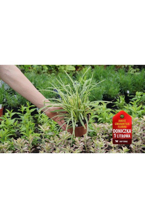 Turzyca 'Ice Dance' | Carex morrowii