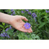 Bodziszek himalajski 'Baby Blue' | Geranium himalayense