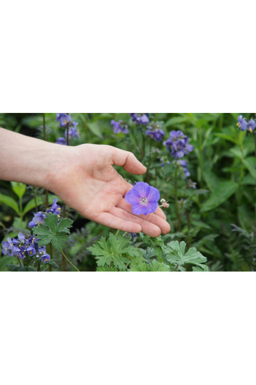 Bodziszek himalajski 'Baby Blue' | Geranium himalayense