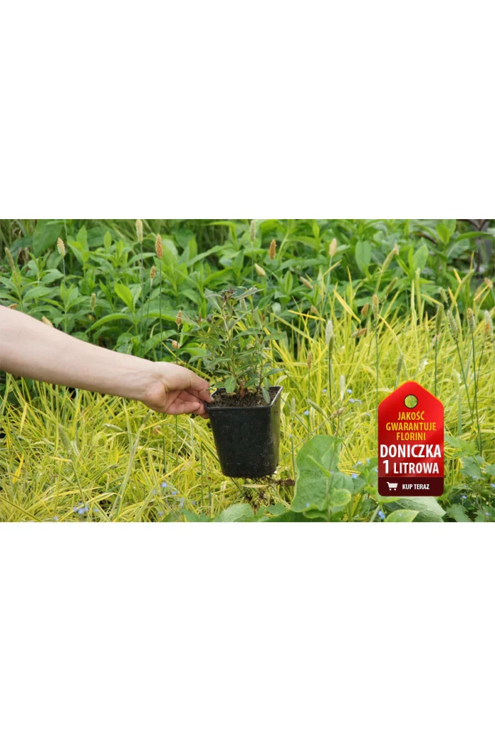 Floks wiechowaty 'Sweet Summer ® Candy' | Phlox panniculata