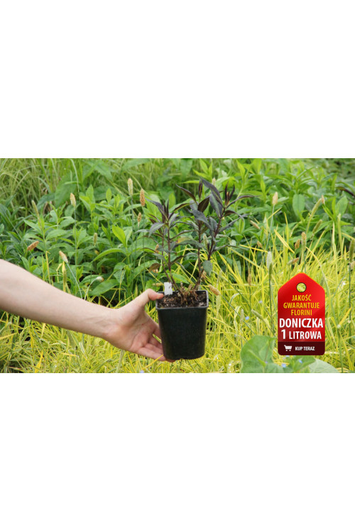 Floks wiechowaty 'Starfire' | Phlox panniculata