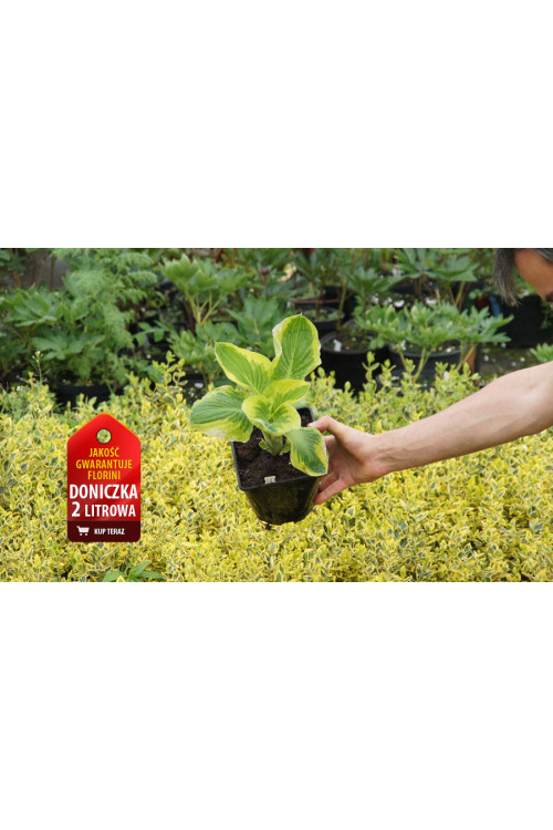 Funkia 'Brim Cup' | Hosta