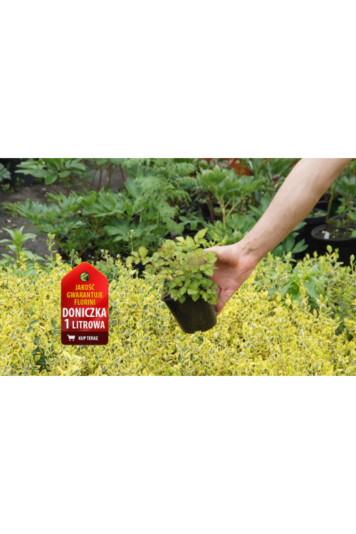 tawułka, tawułka chińska, astilbe