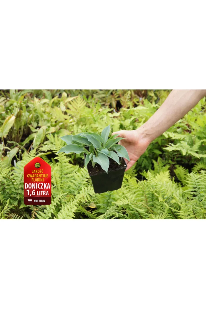 Funkia 'Blue Cadet' Hosta