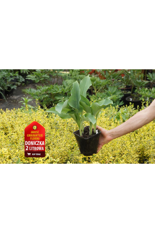 Funkia 'Krossa Regal' Hosta