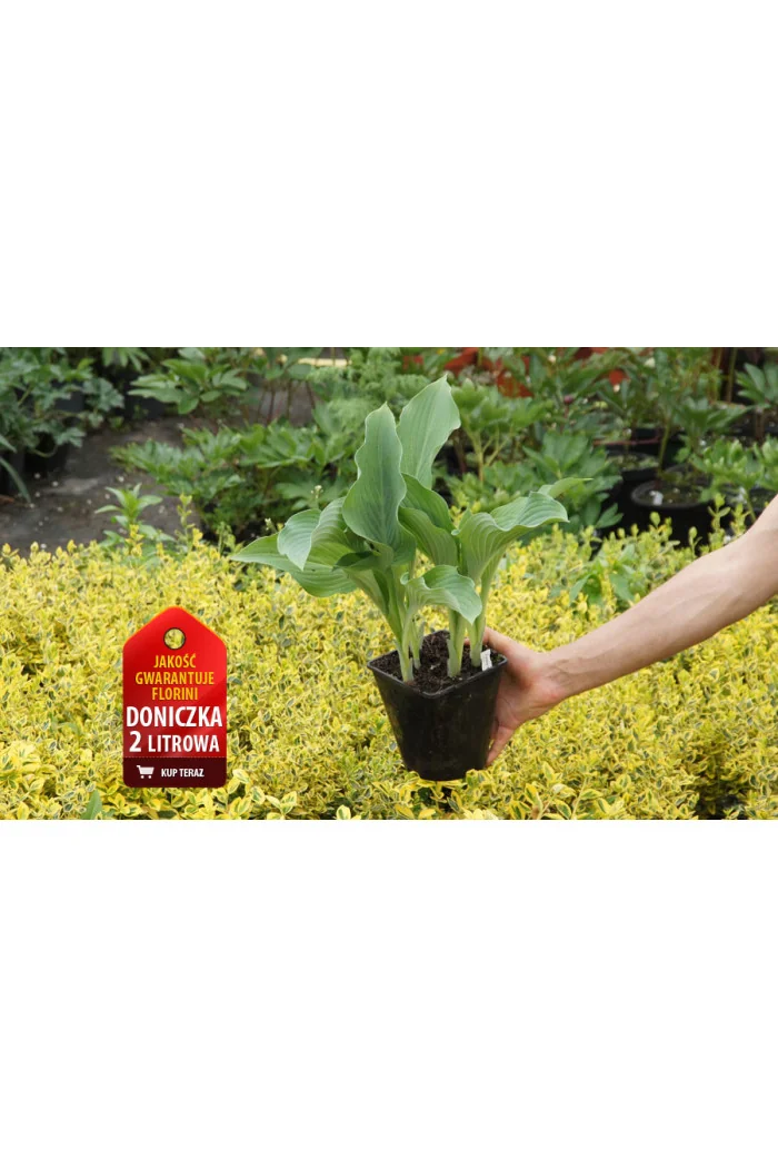 Funkia 'Krossa Regal' Hosta