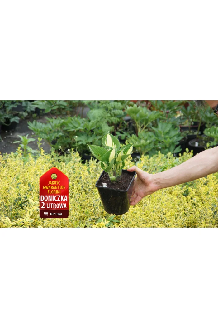 Funkia 'Patriot' | Hosta