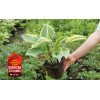 Funkia 'Regal Splendor' Hosta