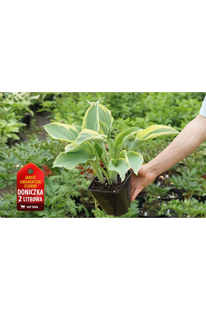 Funkia 'Regal Splendor' Hosta