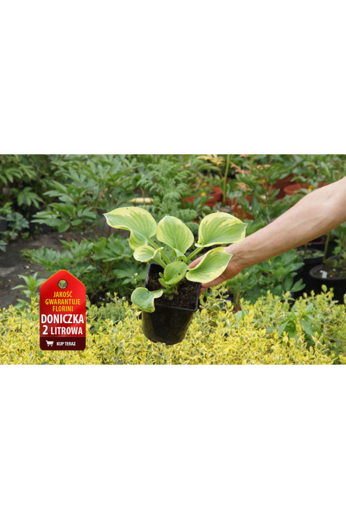 Funkia 'Snow Cap'| Hosta