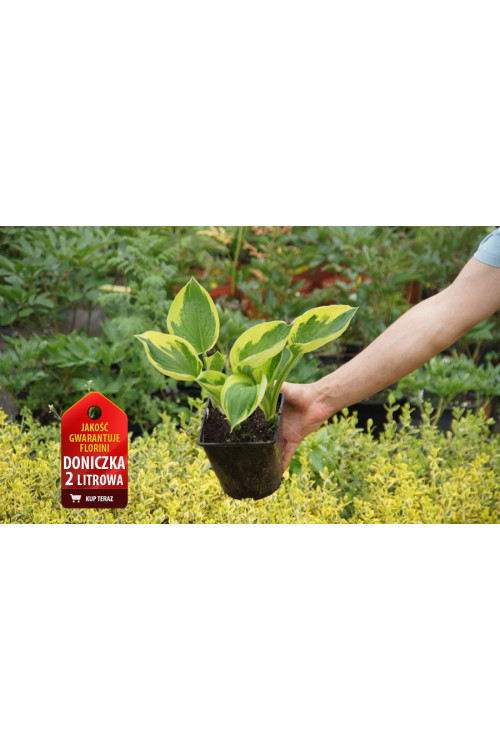 Funkia 'Twilight' | Hosta