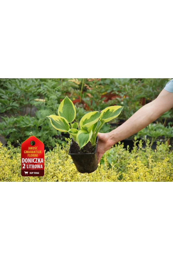 Funkia 'Twilight' | Hosta