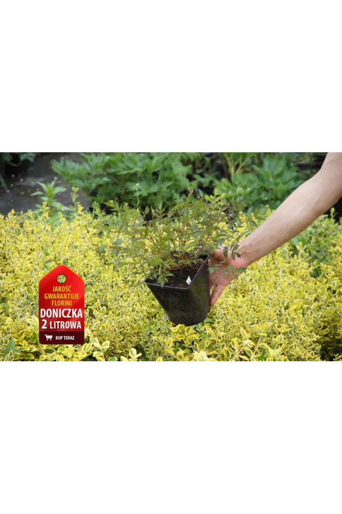 tawułka, tawułka arendsa, astilbe, astilbe arendsii, tawułka białą, tawułka Deutschland