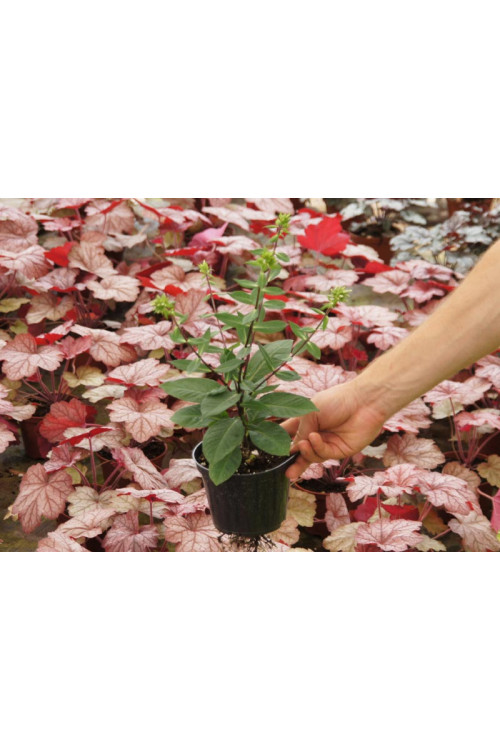 Floks wiechowaty 'Jade' Phlox paniculata