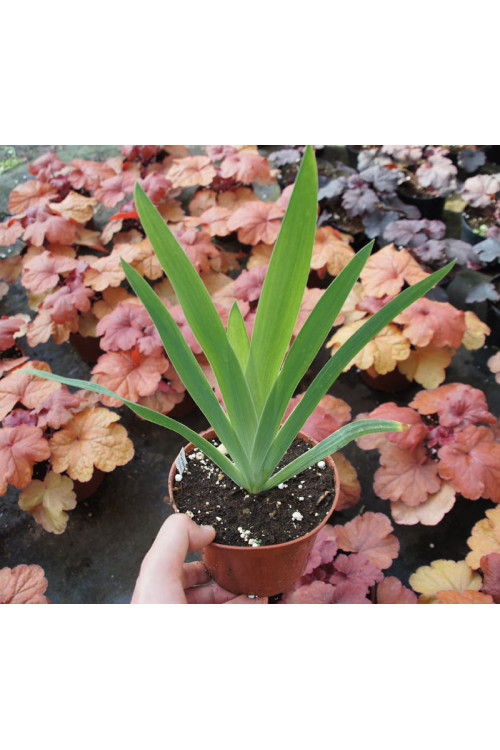 Pardancanda 'Butterfly Magic' Pardancanda