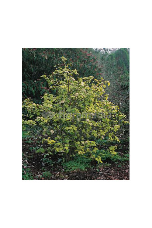 Kalina hordowina 'Aureum' Viburnum lantana