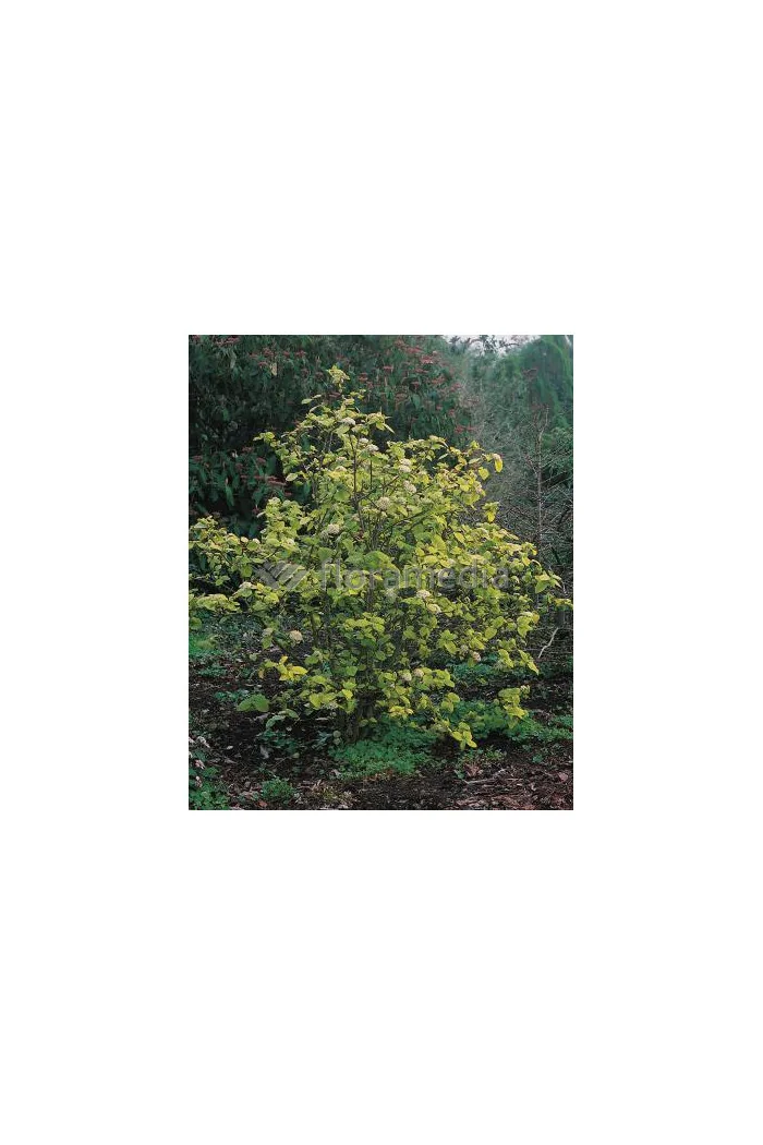 Kalina hordowina 'Aureum' Viburnum lantana