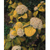 Kalina hordowina 'Aureum' Viburnum lantana