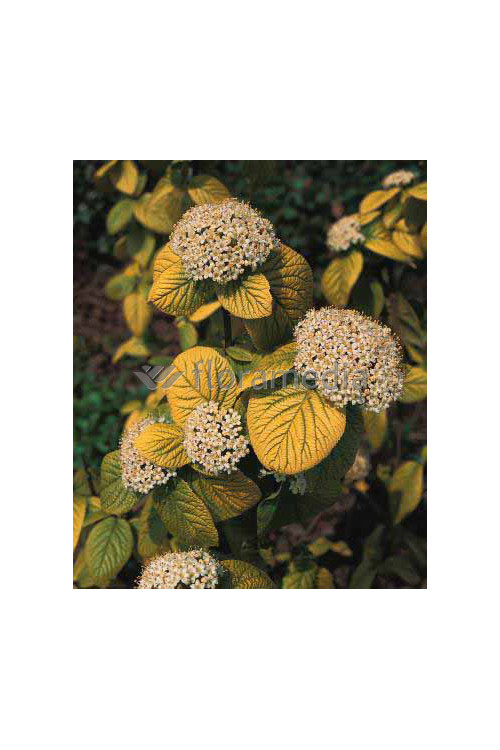 Kalina hordowina 'Aureum' Viburnum lantana