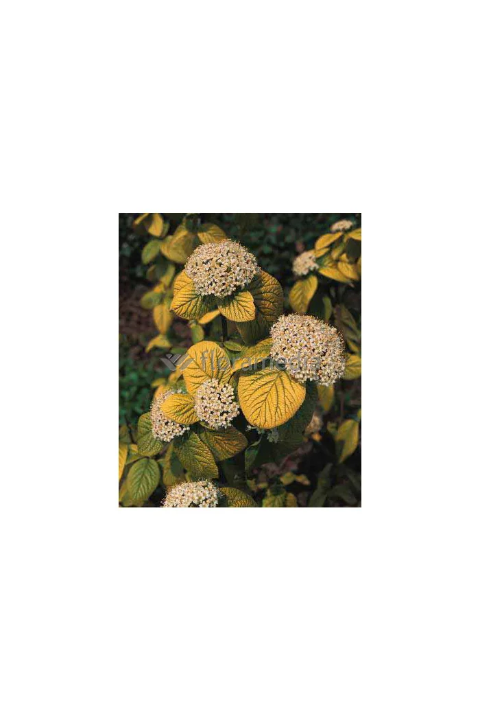 Kalina hordowina 'Aureum' Viburnum lantana