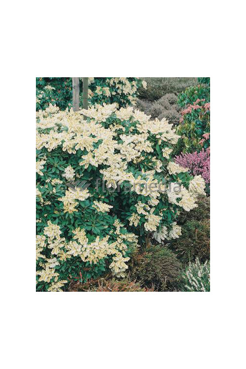 Pieris japoński 'Sarabande' Pieris japonica