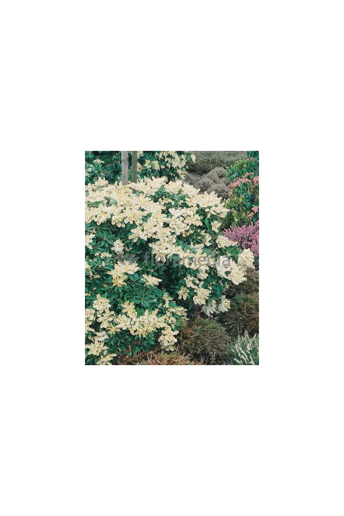 Pieris japoński 'Sarabande' Pieris japonica