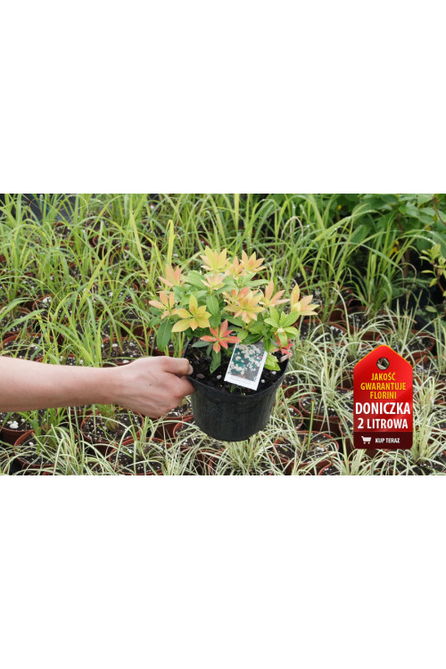 Pieris japoński 'Sarabande' Pieris japonica