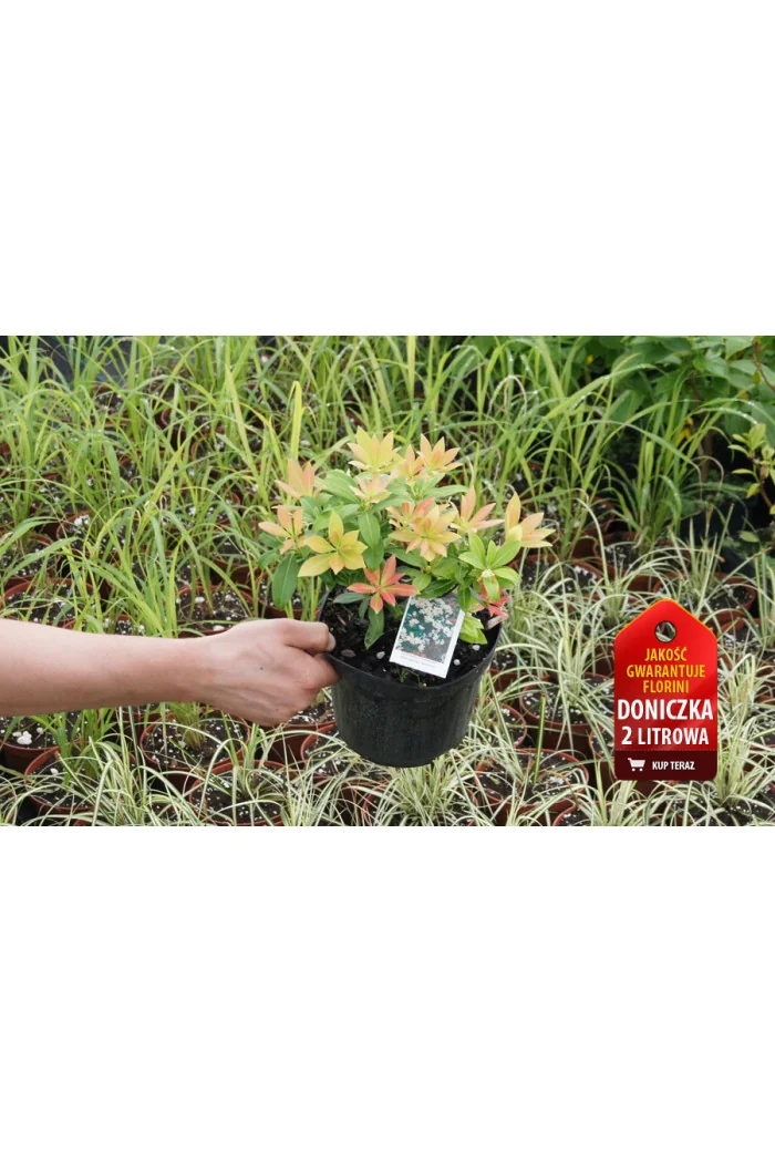 Pieris japoński 'Sarabande' Pieris japonica