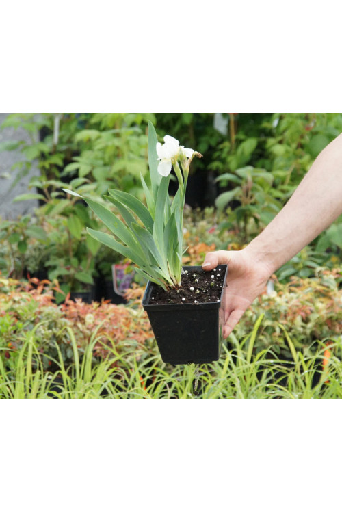 Kosaciec (Irys) niski 'Schneekoppe' Iris barbata