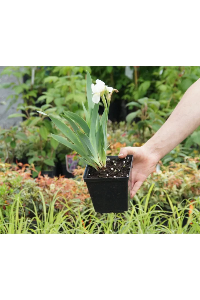 Kosaciec (Irys) niski 'Schneekoppe' Iris barbata