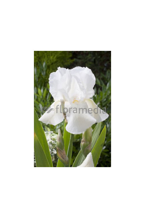 Kosaciec (Irys) niski 'Schneekoppe' Iris barbata